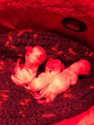 neonati-cuccioli-lampada