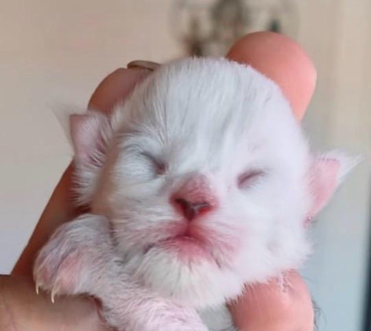 neonato-gattino-mano