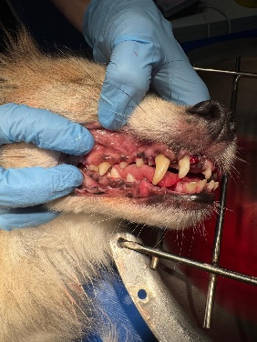 odontoiatria-post-intervento