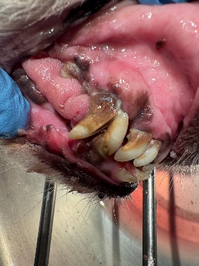 odontoiatria-pre-intervento