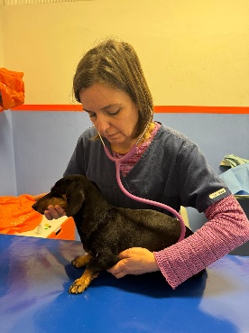 visita-auscultazione-cane